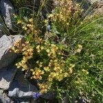 Saxifraga moschata Natur