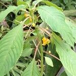 Impatiens auricoma Vekstform