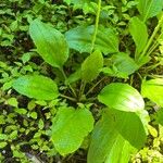 Plantago rugelii Folha