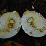 Picralima nitida Fruto