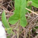 Ipomoea mombassana Blatt