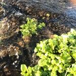 Nasturtium officinale Habit