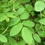 Rosa cinnamomea Leaf