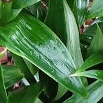 Lilium bulbiferum Leaf