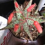 Aloe rauhii Lorea