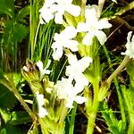 Verbena teucrioides Flower