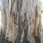 Corymbia citriodora Bark