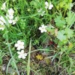 Arenaria balearica Kwiat