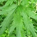 Leonurus quinquelobatus Hoja
