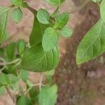 Mentha arvensis Leaf