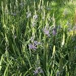 Camassia quamash برگ