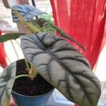 Alocasia baginda Лист