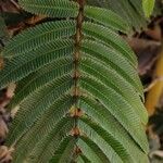 Calliandra houstoniana Leaf
