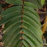 Calliandra houstoniana Feuille