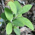 Diospyros dichrophylla Folio