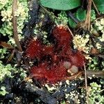 Drosera capillaris Leaf