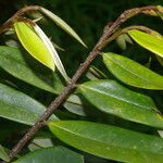 Xylopia sericea Fruit