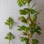 Teucrium botrys Habit