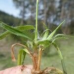 Luzula campestris Leaf