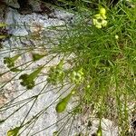 Silene saxifraga Flor