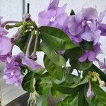 Brunfelsia pauciflora Çiçek