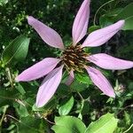 Mutisia spinosa Flower