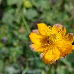 Trollius chinensis പുഷ്പം