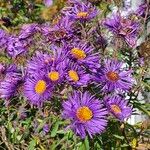 Symphyotrichum novae-angliae Blüte