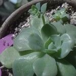 Echeveria elegans 叶