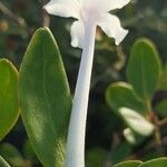 Rhododendron jasminiflorum Kvet