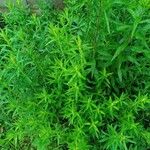 Artemisia dracunculus Fulla