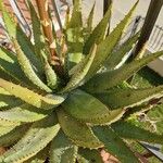 Aloe aculeata Leaf