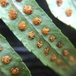 Polypodium interjectum Blad