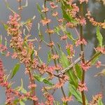 Rumex conglomeratus Fleur