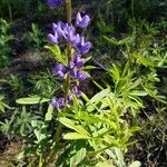 Lupinus oreganus Flor
