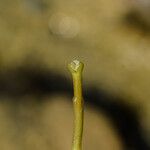 Vallisneria spiralis Fula