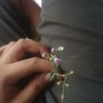 Cyanthillium cinereum Virág