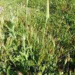 Tragopogon porrifolius Habit