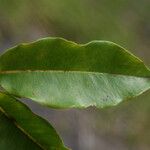 Syzygium borbonicum Leaf