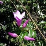 Cryptostegia madagascariensis Flower