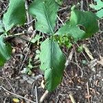 Arisaema triphyllumFolio