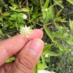Alternanthera flavescens Λουλούδι