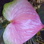 Anthurium andraeanum Flower