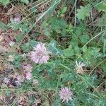 Trifolium pratense Flower