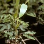 Acacia mangium Кара