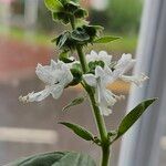 Ocimum basilicum Flower