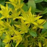 Sedum sarmentosum Λουλούδι