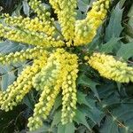 Berberis japonica Цвят