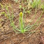 Bulbine abyssinica Folha