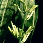 Dracaena trifasciata Flower